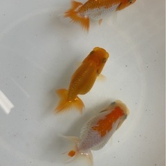 らんちゅう３匹　9センチaの画像