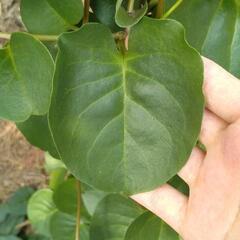野菜詰め合わせ（内容を変更しました）の画像