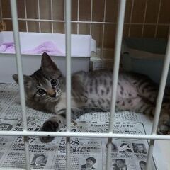 自宅に前に遺棄され、助けを求めていた子猫さん😿 − 佐賀県