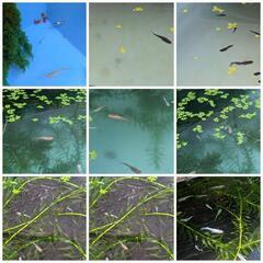 今年産まれたメダカ　ミックス30匹の画像