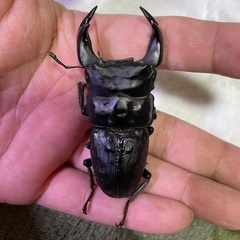 国産オオクワガタペアの画像