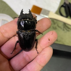 国産オオクワガタペアの画像