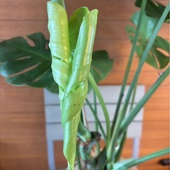 モンステラ①の画像