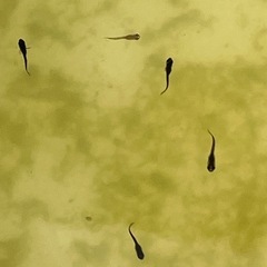 オロチメダカ幼魚10匹の画像