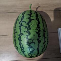 【決まりました】自家製スイカの画像