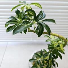 ◼️シェフレラカポック◼️斑入り曲がり　観葉植物