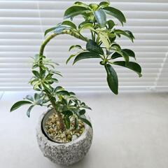 ◼️シェフレラカポック◼️斑入り曲がり　観葉植物の画像