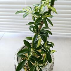◼️シェフレラカポック◼️斑入り曲がり　観葉植物の画像