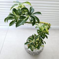 ◼️シェフレラカポック◼️斑入り曲がり　観葉植物の画像