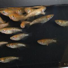 琥珀ラメゴールド✕他品種　F2　15匹＋α　メダカ　めだかの画像