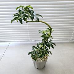 ◼️シェフレラカポック◼️斑入り曲がり　観葉植物の画像
