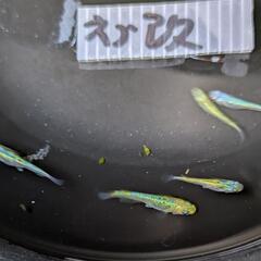 ネプチューン×ひれながメダカ。画像個体全ての画像