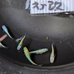 ネプチューン×ひれながメダカ。画像個体全ての画像
