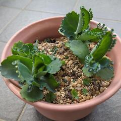 子宝草の画像