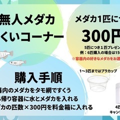 ミックスメダカ　の画像