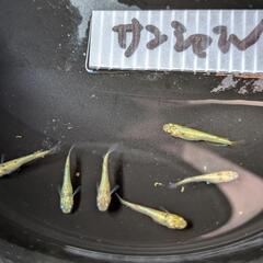 サンシャインメダカ画像個体全てですの画像