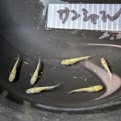 サンシャインメダカ画像個体全てですの画像