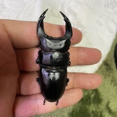国産オオクワガタペア   2の画像