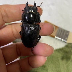 国産オオクワガタペア   2の画像