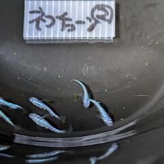 ネプチューンメダカ②画像個体全ての画像