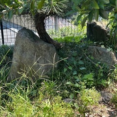 庭石の画像
