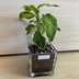 ランキングキーワードに紐づく投稿画像-観葉植物