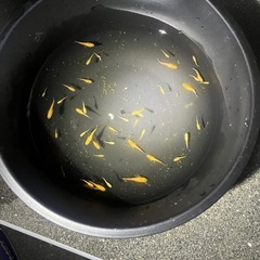 楊貴妃メダカ幼魚10匹の画像