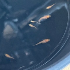 楊貴妃メダカ幼魚10匹の画像