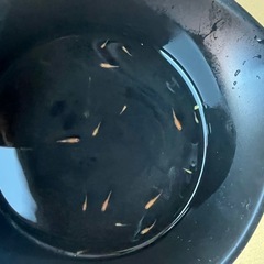 楊貴妃メダカ幼魚10匹の画像