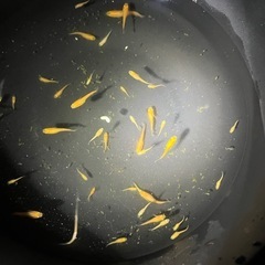 楊貴妃メダカ幼魚10匹の画像