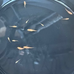 楊貴妃メダカ幼魚10匹の画像