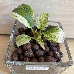 ミニバーキン　観葉植物の画像