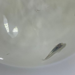 深海メダカ幼魚5匹の画像