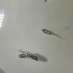 深海メダカ幼魚5匹の画像