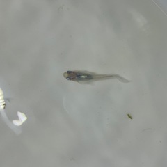 深海メダカ幼魚5匹の画像