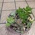 ランキングキーワードに紐づく投稿画像-多肉植物