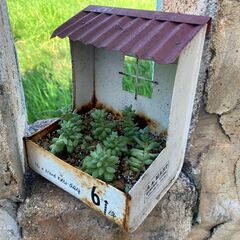 104：ブリキプランター　多肉植物付　屋根付き　赤　寄せ植え　缶　　の画像