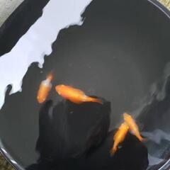 らんちゅう稚魚    選外５匹１０００円の画像