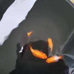 らんちゅう稚魚    選外５匹１０００円の画像