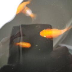 らんちゅう稚魚    選外５匹１０００円の画像