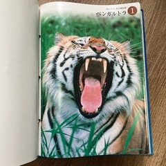 【どうぶつ図鑑】すばらしき野生の王国の画像