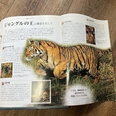 【どうぶつ図鑑】すばらしき野生の王国の画像