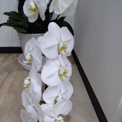 ★花の大半が落ちた胡蝶蘭★の画像