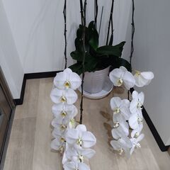 ★花の大半が落ちた胡蝶蘭★の画像