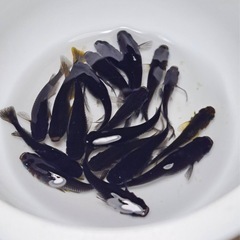 高級メダカ 針子以上〜稚魚 ランダム20匹＋aの画像