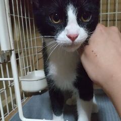 ４ヶ月くらぃのハチワレ(雄)と黒猫(雌)さんの里親さん急募…