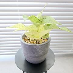 ◼️ポトス　マーブルクイーン◼️観葉植物　３号鉢の画像