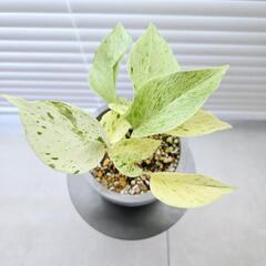 ◼️ポトス　マーブルクイーン◼️観葉植物　３号鉢の画像
