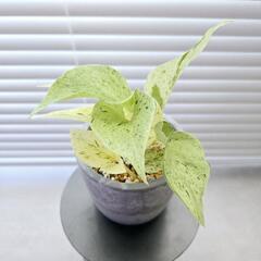 ◼️ポトス　マーブルクイーン◼️観葉植物　３号鉢の画像