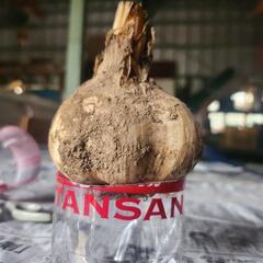 ニンニクの画像